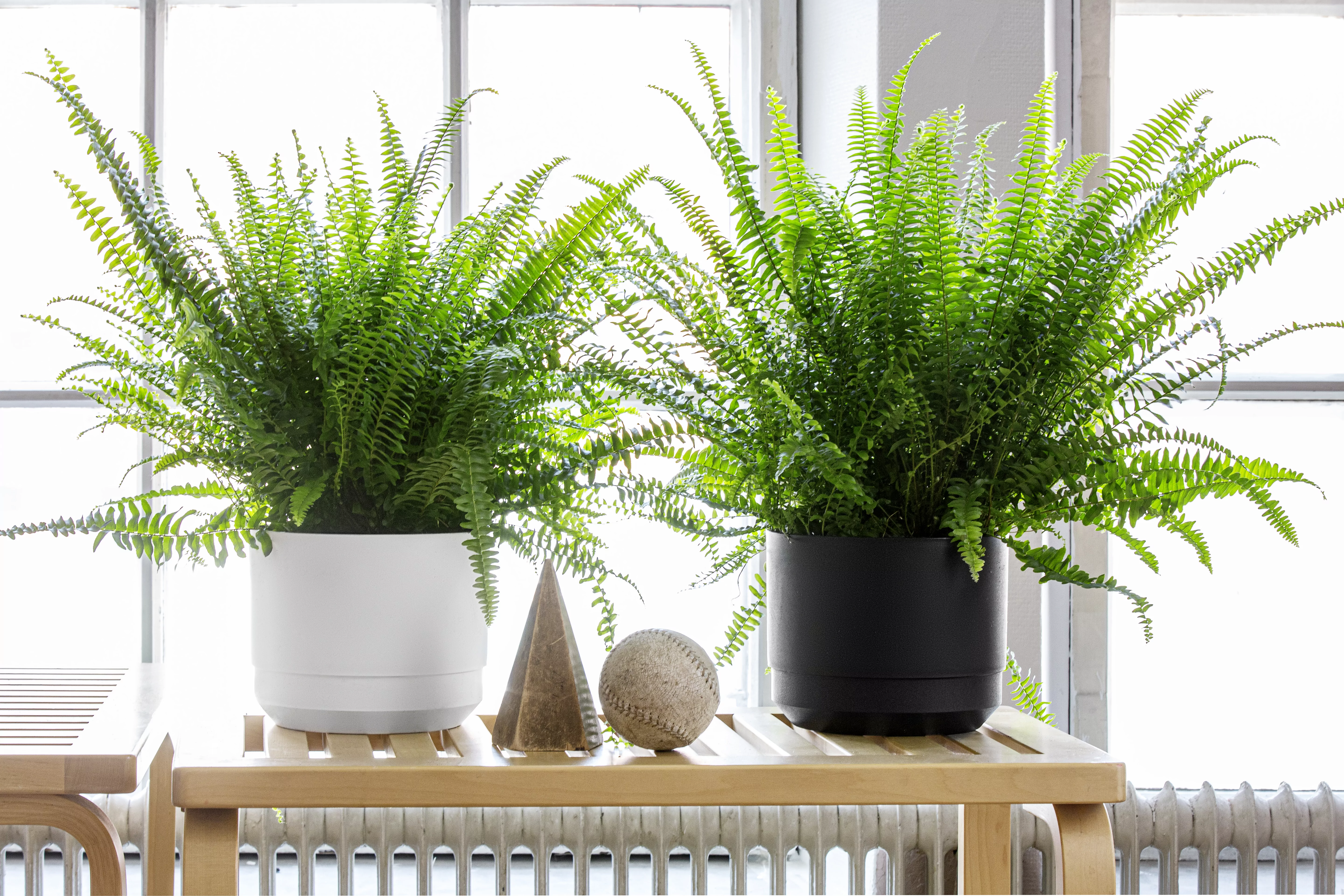 Self-watering